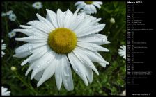 Raindrops on Daisy II