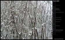 Snow Covered Branches