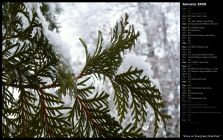 Snow on Evergreen Branches