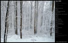 Snowy White Poplar Forest