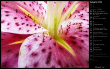 Stargazer Lily