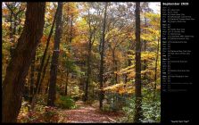 Sunlit Fall Trail