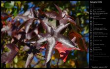 Sweetgum Leaves in Fall