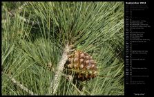 Torrey Pine