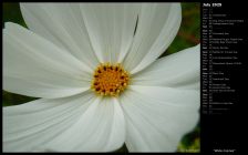 White Cosmos