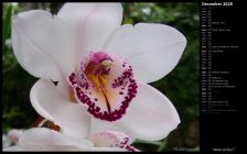 White Orchid I