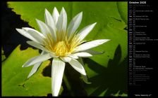 White Waterlily II