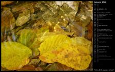 Yellow Birch Leaves in Stream