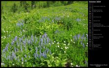 Field of Wildflowers at Mount Rainier