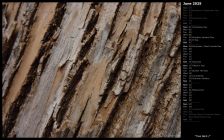 Tree Bark I