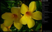 Golden Trumpet Flowers II