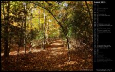 Greenbelt Park in Fall I