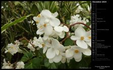 Tropical White Begonia Flowers