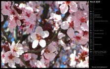 Branch of Pink Blossoms