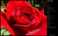 Bright Red Rose