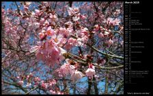 Cherry Blossoms and Bee