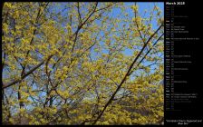 Cornelian Cherry Dogwood and Blue Sky