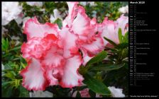 Double Red and White Azaleas