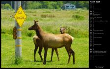 Elk Crossing