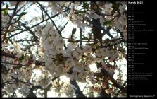 Evening Cherry Blossoms II