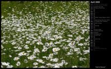 Field of Daisies