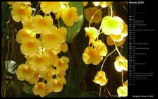 Hanging Yellow Orchids