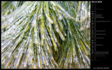 Ice-Coated Pine Needles