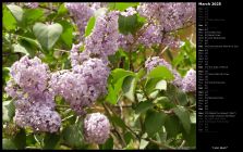 Lilac Bush