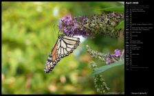 Monarch Butterfly