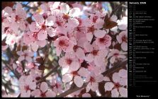 Pink Blossoms