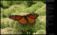 Viceroy Butterfly