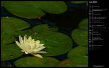 White Waterlily I