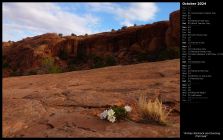 Arches Slickrock and Evening Primrose