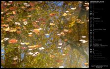 Autumn Leaves and Stream Reflection