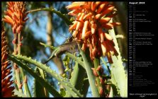 Black-Chinned Hummingbird in Flight