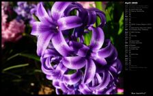 Blue Hyacinth II