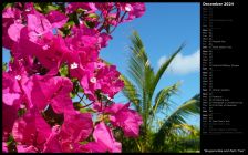 Bougainvillea and Palm Tree