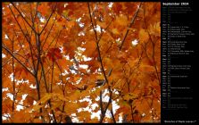 Branches of Maple Leaves I