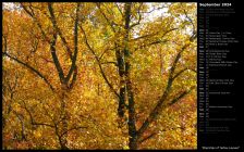 Branches of Yellow Leaves