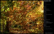 Canopy of Fall Leaves II