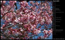 Cherry Blossoms and Blue Sky