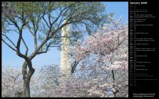 Cherry Blossoms and the Washington Monument