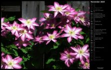 Clematis