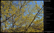 Cornelian Cherry Dogwood and Blue Sky