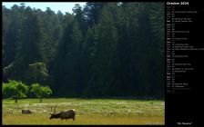 Elk Meadow