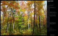 Fall Forest I