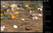 Fall Leaves in Pond