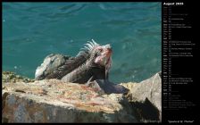 Iguana at St. Thomas