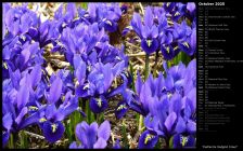 Katherine Hodgkin Irises