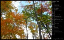 Looking Up to Fall Leaves I